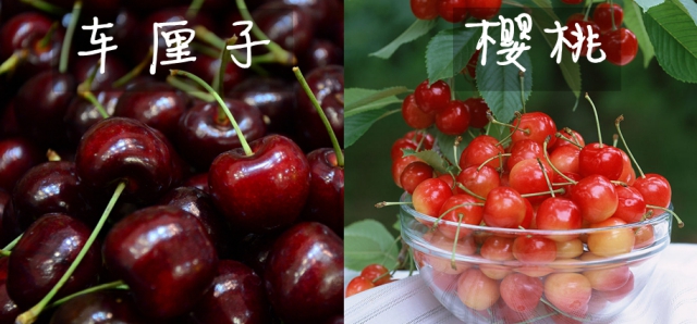 凤梨和菠萝到底是不是一回事?车厘子和樱桃又是什么关系?