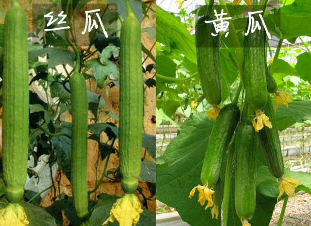 厦门新东方烹饪学校